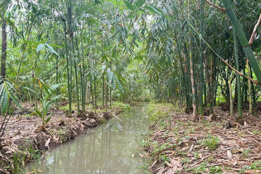 Sắp ra mắt Quỹ ngành tre Việt Nam, liên kết xanh cho sinh kế và môi trường