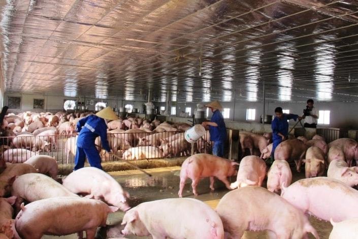 Xử lý nghiêm trong phòng, chống dịch tả lợn châu Phi