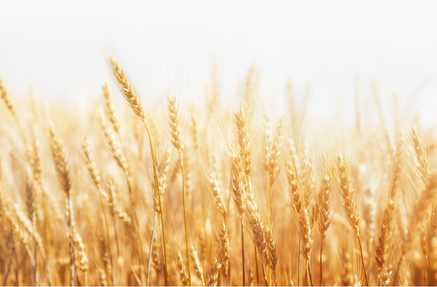 Làn sóng cải cách pháp lý trên toàn cầu cho cây trồng chỉnh sửa gen