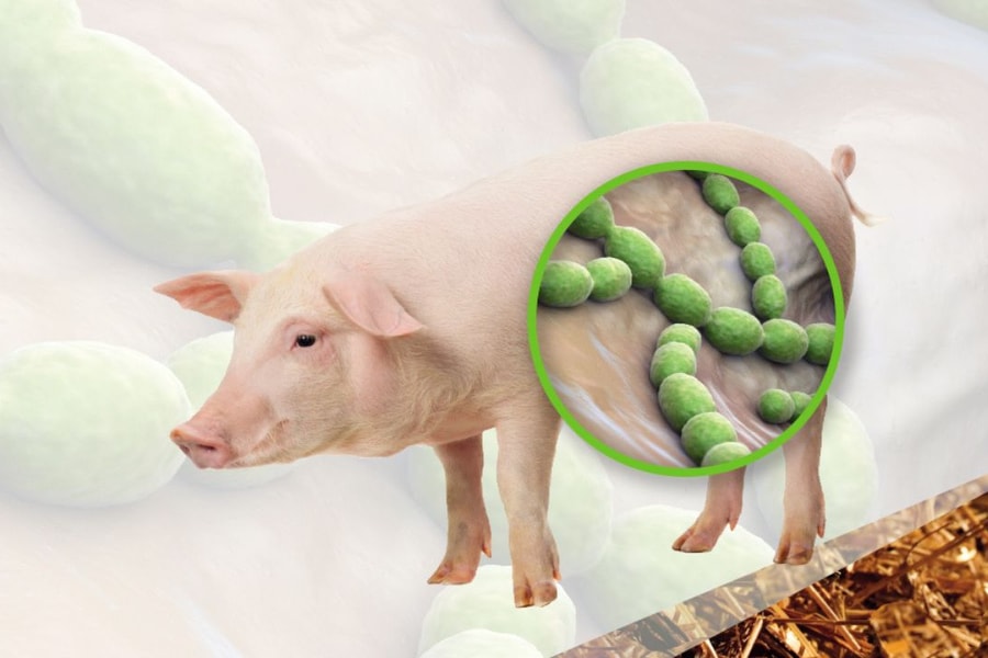 Tăng cường công tác phòng, chống bệnh liên cầu lợn sang người