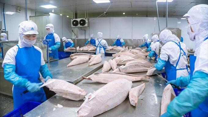 Xuất khẩu cá ngừ khó cán đích trong năm 2025