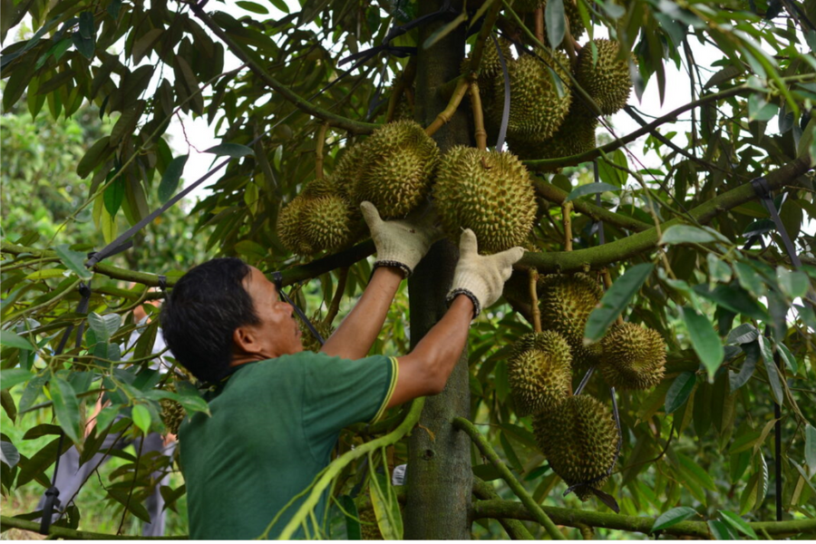 Đắk Lắk: Tăng cường kiểm soát chất lượng, mở “luồng xanh” cho sầu riêng xuất khẩu