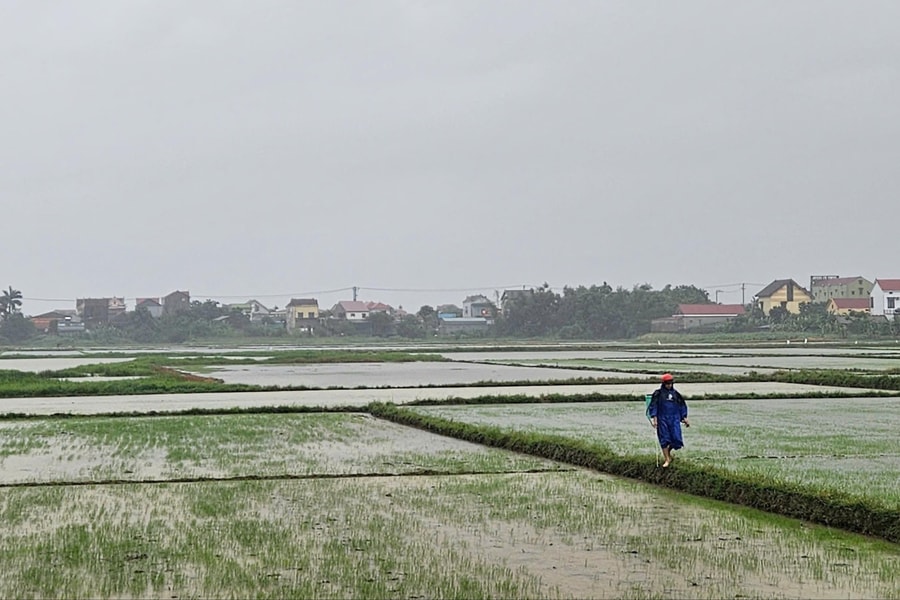 Quảng Trị: Hỗ trợ nông dân khôi phục sản xuất sau thiên tai, dịch hại