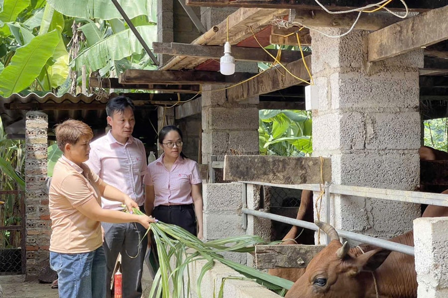 Lên non xóa nghèo