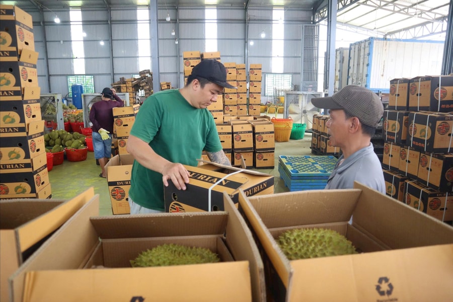 Xây dựng kênh tiêu thụ bền vững cho sầu riêng Việt