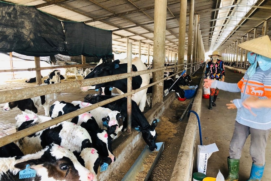 Dư địa lớn cho doanh nghiệp đầu tư phát triển nông sản tiêu chuẩn cao