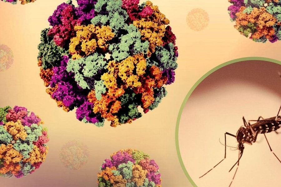 Tăng cường giám sát dịch bệnh Chikungunya tại cửa khẩu quốc tế Nội Bài