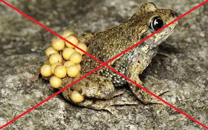 Ngộ độc thịt cóc, 9 trẻ nhỏ nhập viện cấp cứu