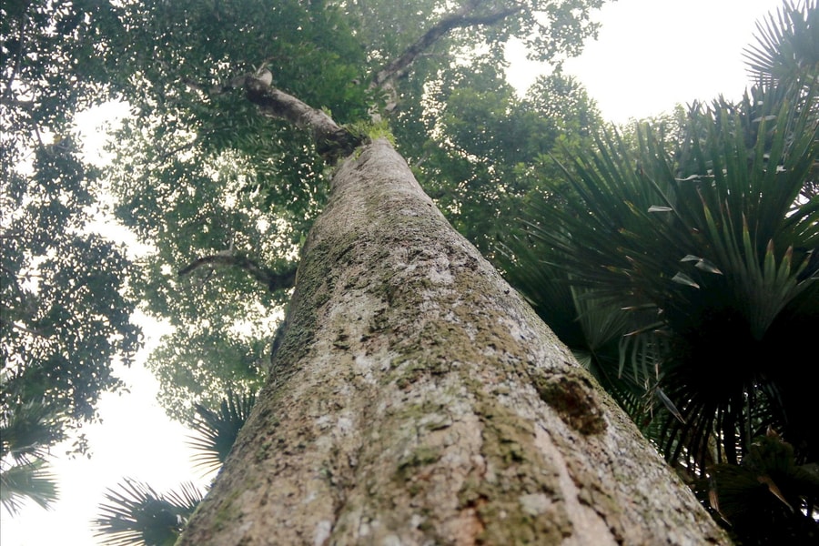 2 cây trầm hương cổ thụ được công nhận là Cây di sản