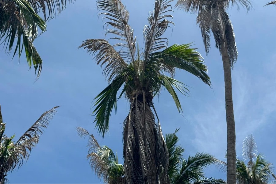 Gia Lai: Phòng trừ sâu đầu đen hại dừa