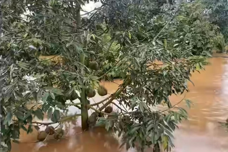 Đắk Lắk: Nhiều diện tích cây trồng thiệt hại do bão số 7