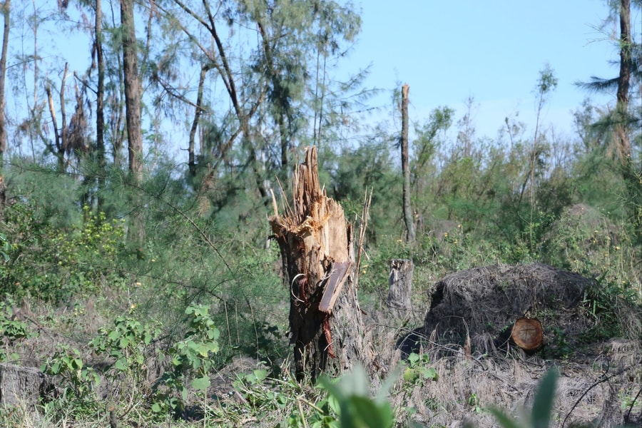 Nhiều cánh rừng ở Hà Tĩnh tan hoang sau bão