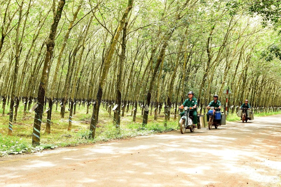 Đồng Nai gặp khó trong việc thu hồi đất cao su phục vụ dự án trọng điểm