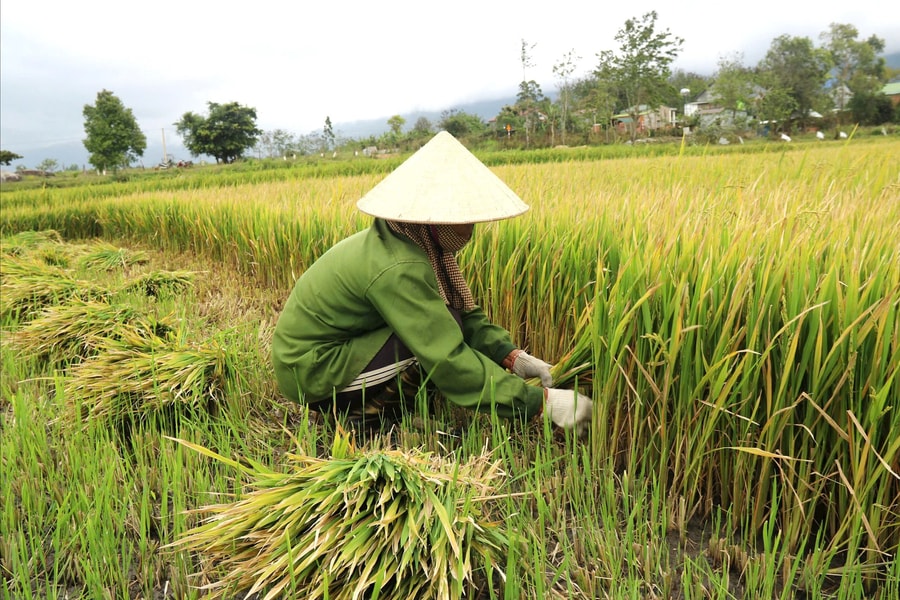 Gia Lai chuyển đổi hơn 38.000 ha cây trồng kém hiệu quả