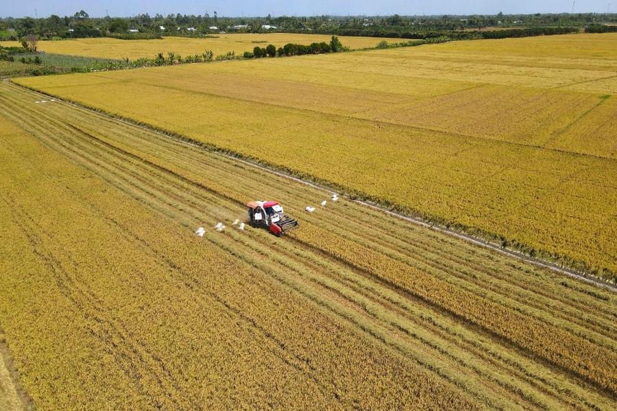 Hơn 200.000 hộ dân tham gia sản xuất lúa chuyên canh chất lượng cao, phát thải thấp