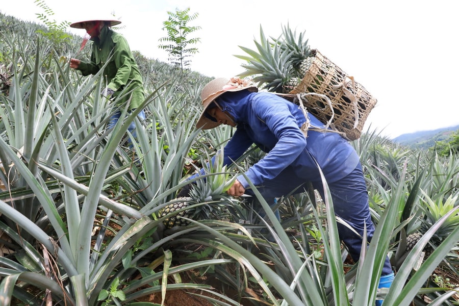 "Vàng ngọt" trên vùng đất xám