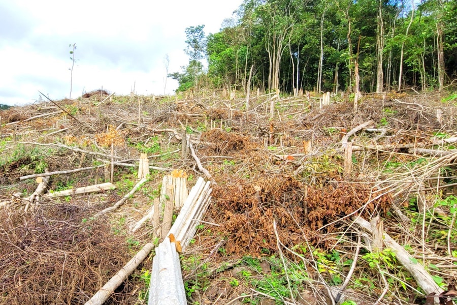 Đắk Lắk vẫn xảy ra phá rừng, lấn chiếm đất rừng với hơn 700 vụ