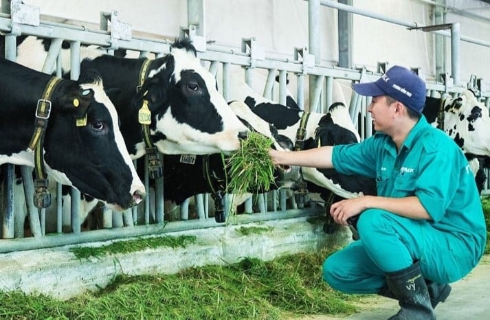 Tìm giải pháp phục hồi ngành bò sữa