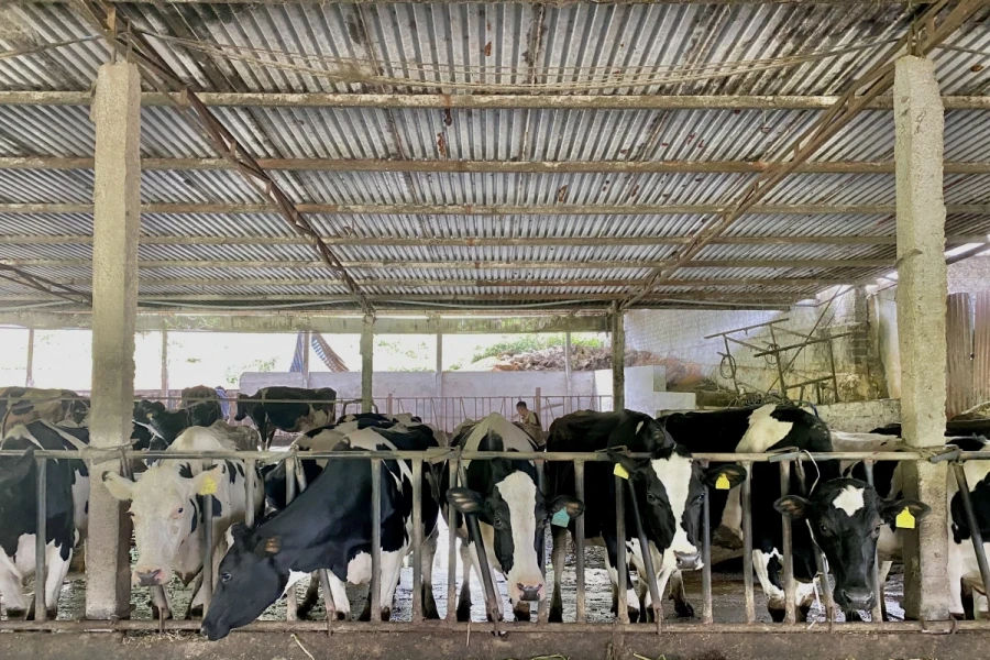 Chăn nuôi bò sữa cần hướng tới chuỗi liên kết khép kín