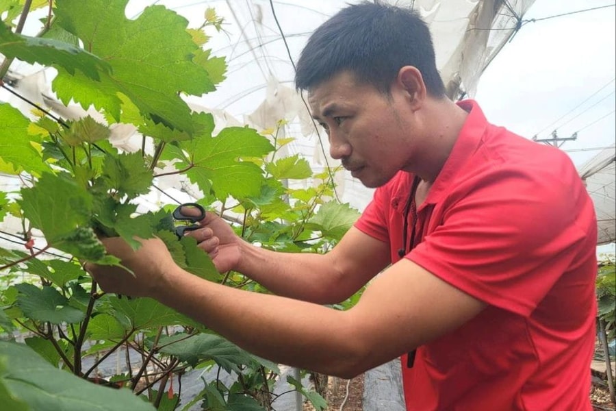 Nâng cao giá trị cho sản phẩm OCOP cây trái