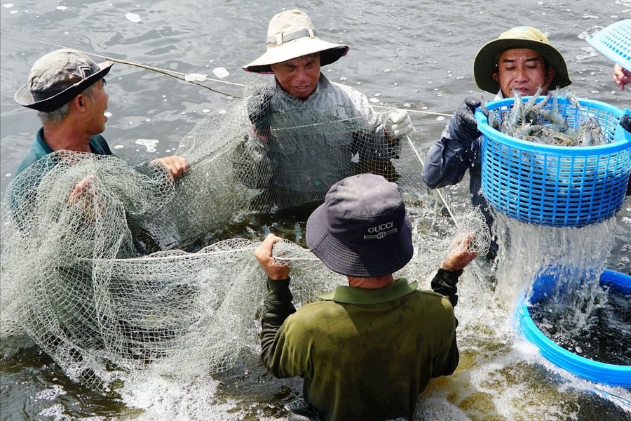 Nhiều dư địa phát triển nguồn lợi thủy sản