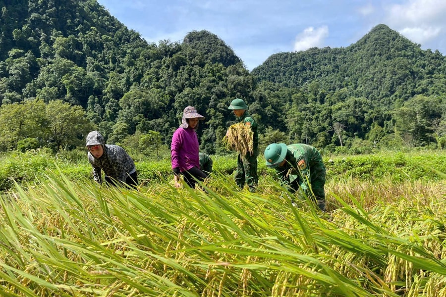 Đồn Biên phòng Cà Xèng giúp đồng bào Rục giữ mùa vàng sau bão