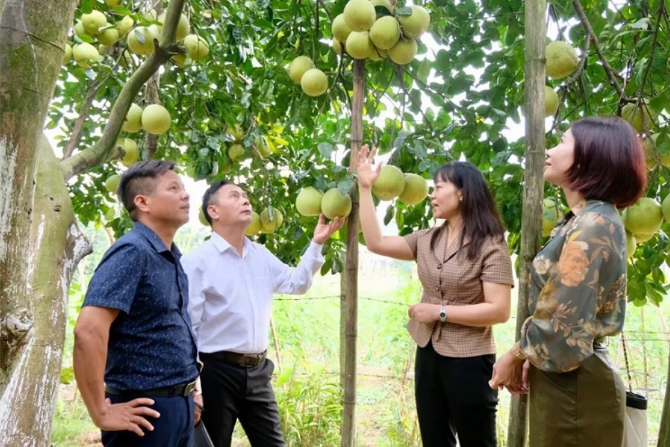 Hà Nội: Nâng tầm giá trị cây bưởi, hướng đến phát triển bền vững