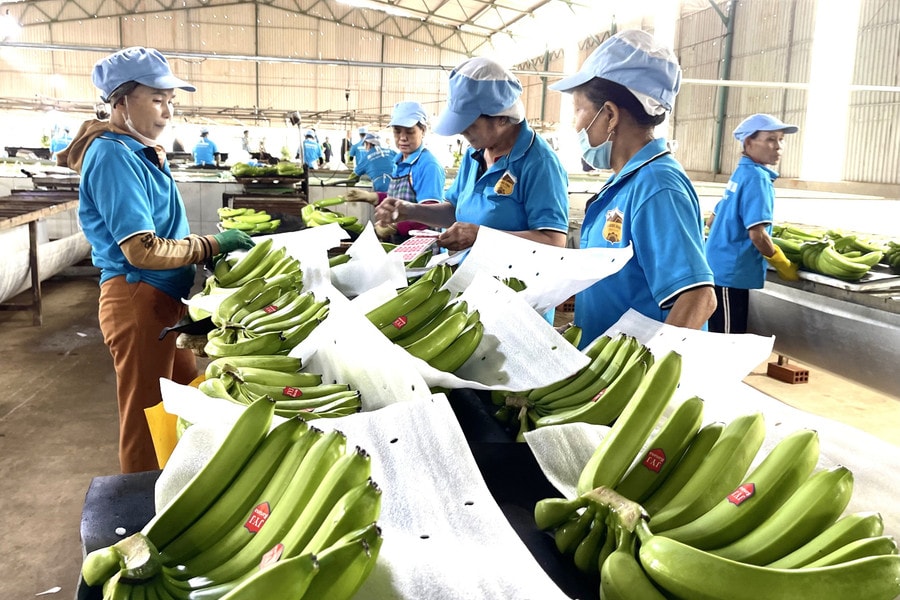 Đáp ứng tiêu chuẩn quốc tế để rộng đường xuất khẩu