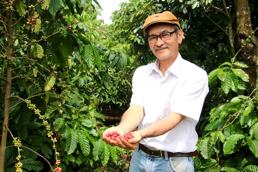 Kinh nghiệm hay - Cách làm tốt: Người thầy “gieo tri thức” trên vườn cà phê hữu cơ