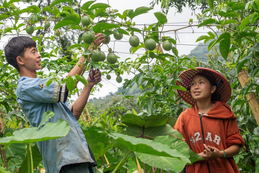 Trao cơ hội tự chủ kinh tế cho thanh niên dân tộc thiểu số tại Dào San