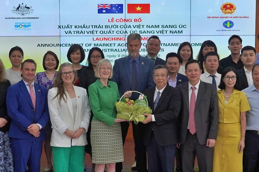 Bưởi Việt Nam lần đầu xuất khẩu sang Australia