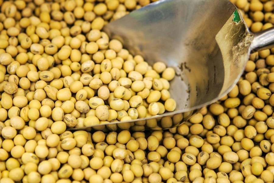 Brazil đẩy mạnh xuất khẩu đậu nành và thịt bò sang Trung Quốc