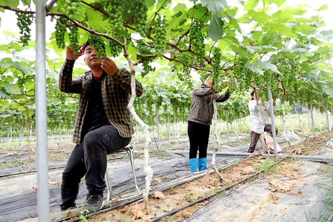 Chuyển đổi cây trồng giá trị cao - xu hướng tất yếu nâng cao hiệu quả kinh tế