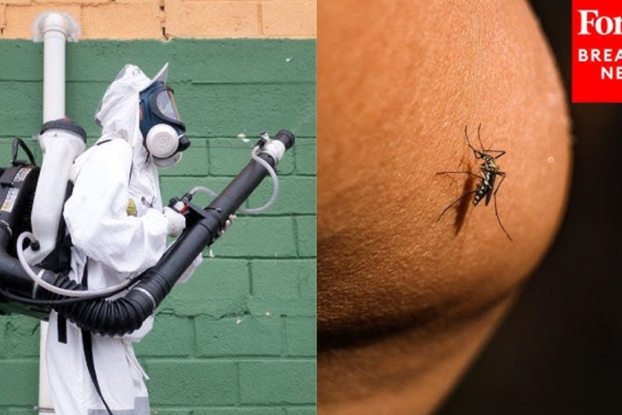 New York phát hiện ca nhiễm virus chikungunya