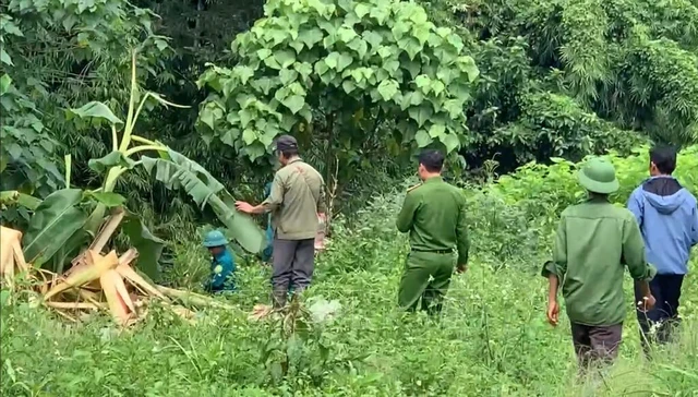 Lâm Đồng: Một người tử vong nghi do voi rừng tấn công khi đi lấy măng