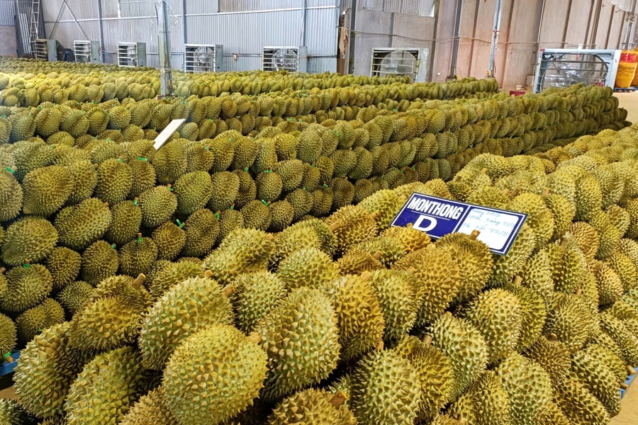 Đắk Lắk: Đề xuất cơ chế “ưu tiên nhanh” cho sầu riêng xuất khẩu