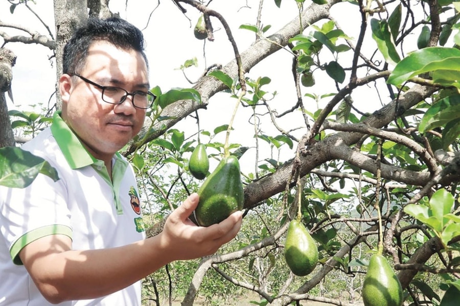 Điểm nhấn trong phát triển kinh tế nông thôn