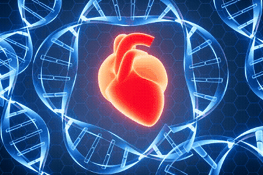 Phát hiện đột phá: Trái tim con người có thể tự phục hồi