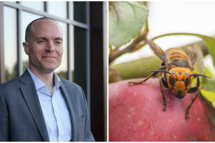 Đi zipline ở Lào, giáo viên Mỹ bị ong bắp cày đốt tử vong