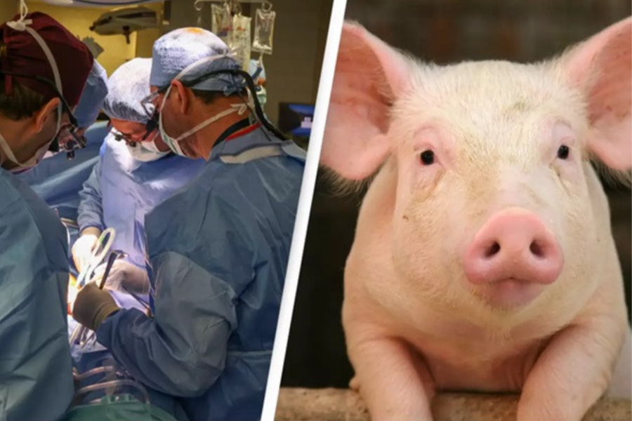 Lần đầu thử nghiệm lâm sàng cấy ghép thận lợn cho người