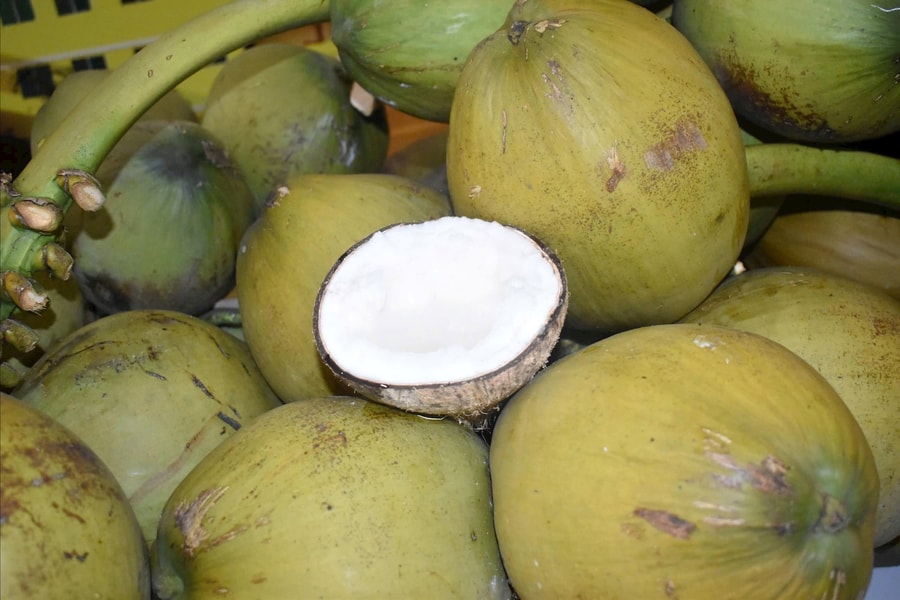 Bảo vệ sức khỏe cho cây dừa Việt Nam