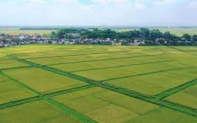 Đối tượng nào được miễn thuế toàn bộ diện tích đất nông nghiệp?