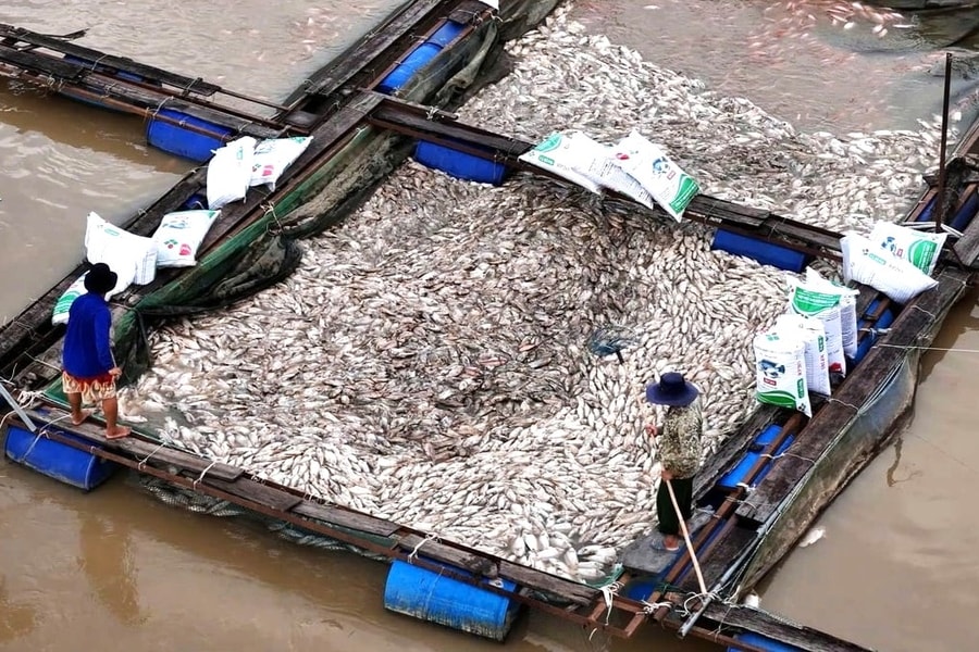 Hơn 1.000 tấn cá lồng bè trên sông Krông Nô bị chết do ảnh hưởng bão số 13