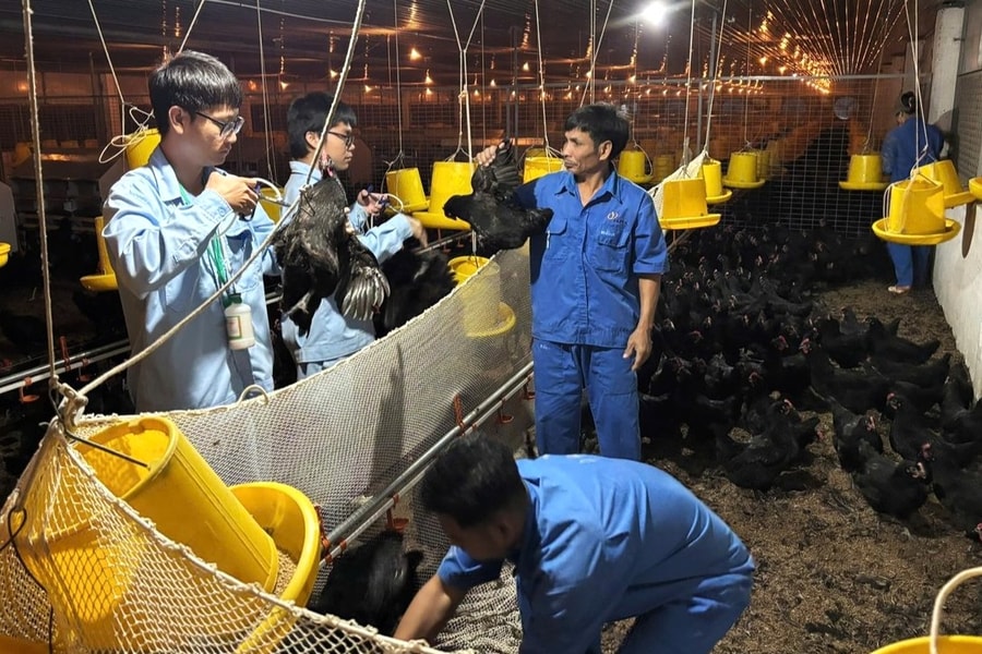 Đắk Lắk: Yêu cầu kiểm soát chặt chẽ, không để phát sinh các ổ dịch cúm gia cầm