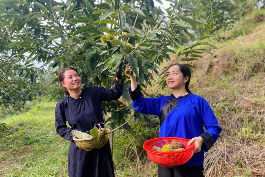 Trải nghiệm hái và thưởng thức hạt dẻ Lạng Sơn