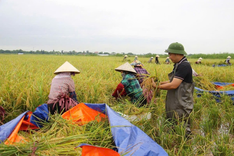 Thi đua xây dựng nền nông nghiệp sinh thái, bền vững