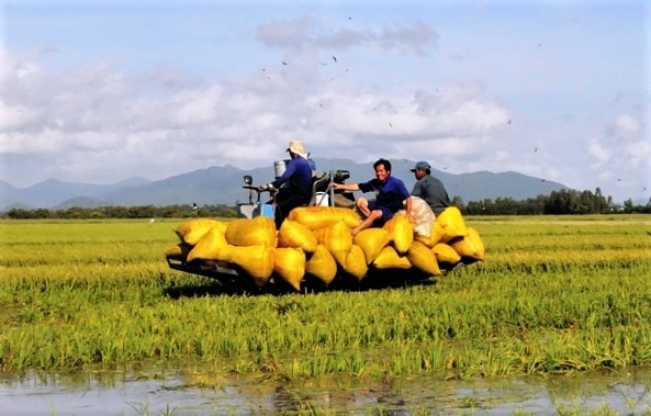 TP. Cần Thơ: Phát triển nông nghiệp ứng dụng công nghệ cao thích ứng với biến đổi khí hậu
