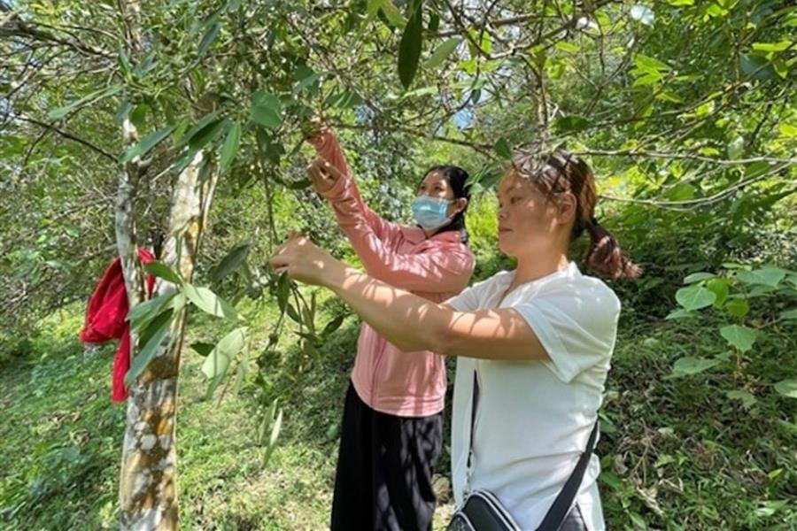 Đa dạng sinh kế - bước tiến vững chắc trong giảm nghèo ở Cao Bằng
