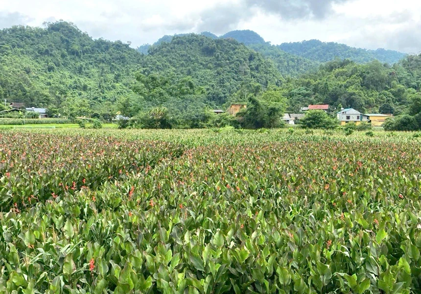 Thái Nguyên: Cây dong riềng - hướng đi mới giúp người dân Côn Minh thoát nghèo bền vững