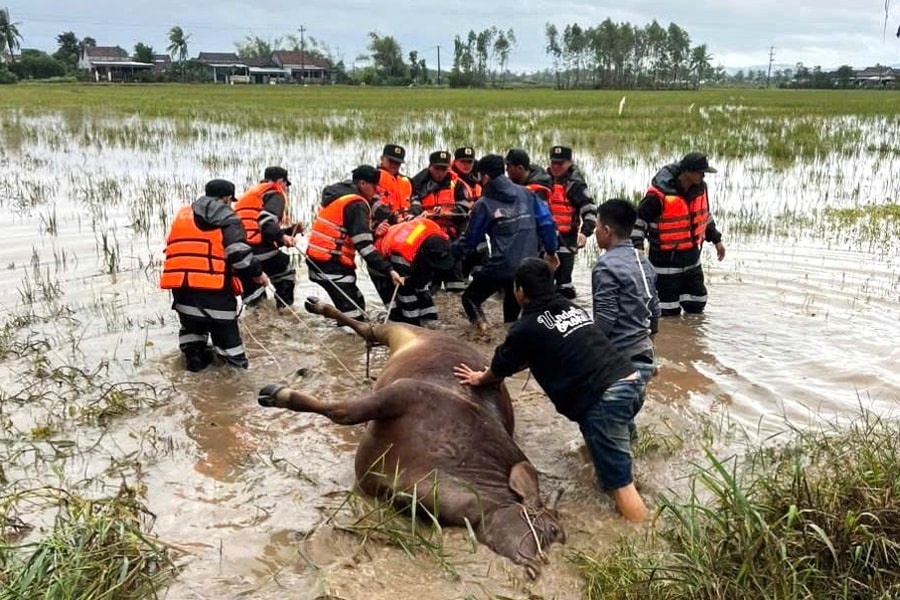 Đắk Lắk: Ngành chăn nuôi bị ảnh hưởng nặng nề do mưa lũ